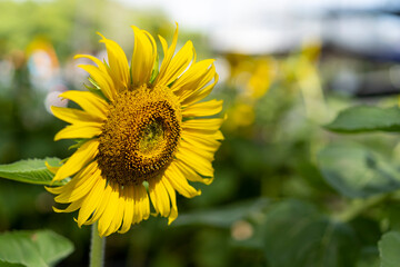 Sunflower blooming natural background. Sunflower background.