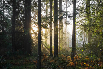 Spring forest landscape, seasonal nature view, green trees sun rays morning. Light shining down in nature
