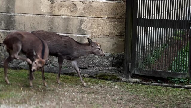 Flock Of  Sika Deer Walking Into Scene, One Scatches Face With Leg, Nara Park, Japan
