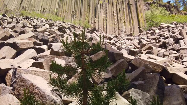 Gimbal shot booming up from small  fir tree to reveal Devils Postpile National Monument in Mammoth Lakes, California. 4K