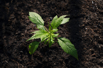 Frisian duck cannabis breed marijuana growing in the ground