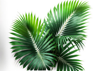 palm tree's green leaves, isolated on a white backdrop. Generative AI