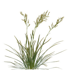  field grass plant on isolated empty background