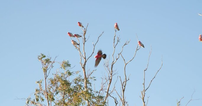 A flock of pink galahs at rest on a tree in outback Australia