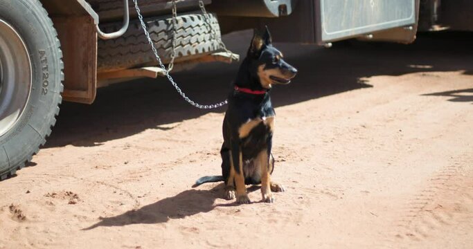 An Australian Kelpie waits patiently for its owner, tied to a truck in outback Australia