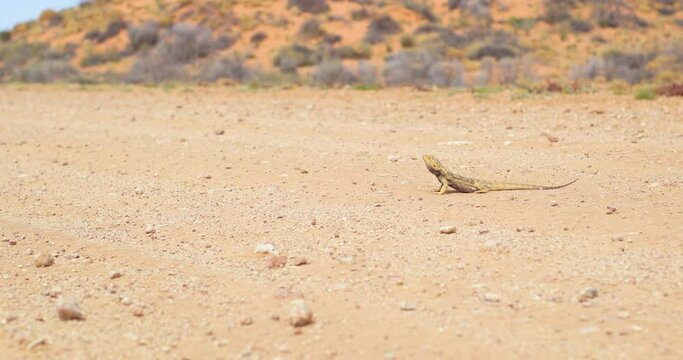 Australian Bearded Dragon rests in the middle of a dusty outback road, before quickly turning and running away