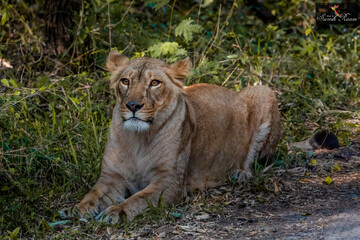 Fototapeta na wymiar Female Lion 🦁 