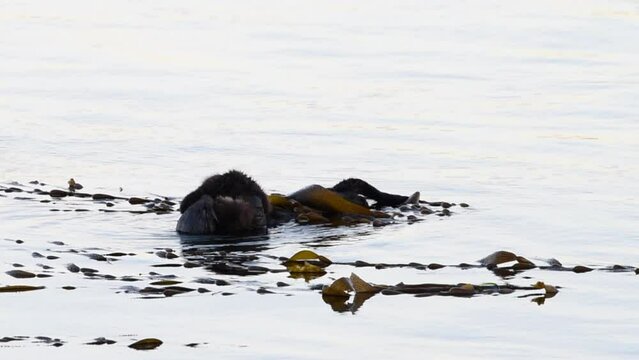 HD video of a female California Sea Otters grooming baby otter in shallow ocean waters close to shore, secured with kelp. Sea otters spend much of their time grooming. 
