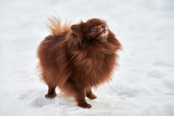 Happy Pomeranian Spitz dog on winter outdoor walking full size profile portrait, cute chocolate...