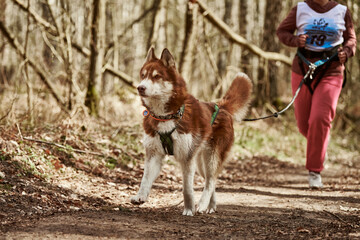 Running Siberian Husky dog in harness pulling woman on autumn forest country road, outdoor Husky...