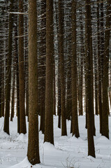 Obraz premium 557-13 Spruce Forest Snow