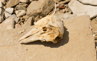 Decomposition of the corpse of a Black Sea dolphin. The skull of a marine mammal. Environmental cataclysm. Death of animals.