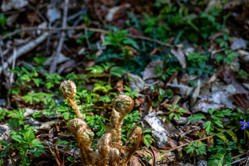 Dryopteris filix-mas flower growing in forest	