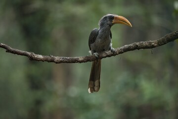Most Beautiful Malabar grey hornbill having fruits with beautiful background at Coorg,Karnataka,India. This picture can be used as a wallpaper.
