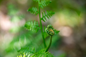 Dryopteris filix-mas flower growing in forest	