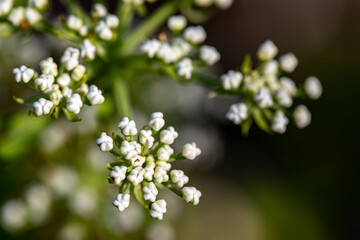 Pleurospermum austriacum flower growing in mountains
