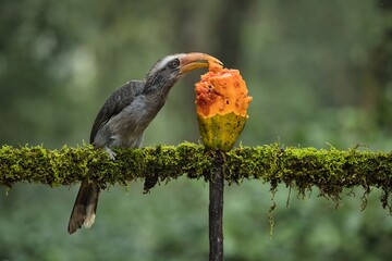Most Beautiful Malabar grey hornbill having fruits with beautiful background at Coorg,Karnataka,India. This picture can be used as a wallpaper.
