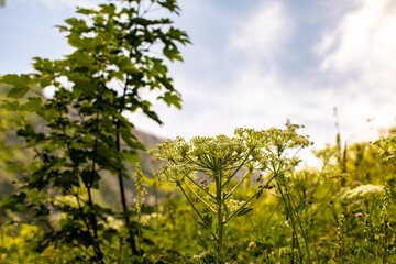 Pleurospermum austriacum flower growing in mountains