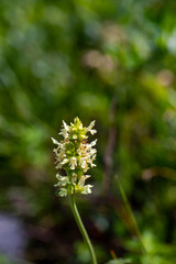 Fototapeta na wymiar Betonica alopecuros flower growing in mountains