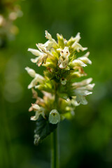 Betonica alopecuros flower growing in mountains