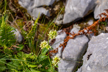 Betonica alopecuros flower growing in mountains