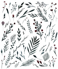 Watercolor elements  leaves,  flowers and branch. Botanical graphic floral collection hand drawing.