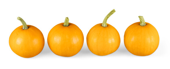 Collection fresh Pumpkin Reflect. Halloween product