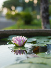 pink lotus in pool