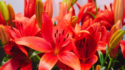 fresh red lily flower for bouquet, floral bright red background for greeting gift card