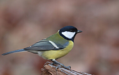 Great tit