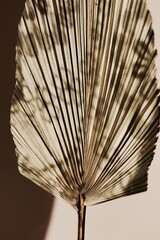 Dry exotic palm leaf close up and sunlight shadow on dark brown  background . Minimal botanical Poster