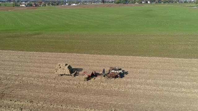 Aerial View of an Amish Man and Woman Harvesting Corn Stalks and Bailing in Squares with Horse Drawn Equipment on a Sunny Fall Day