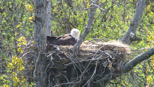 A mother bald eagle takes care of ner baby eagle chick in an eagle nest in Alaska