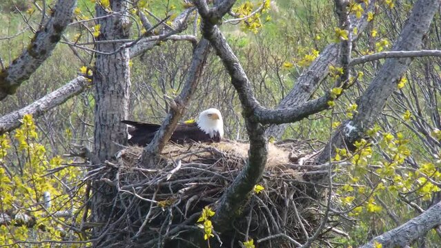 Closeup of a mother bald eagle attending to her baby eagle chick in her eagle nest in Alaska