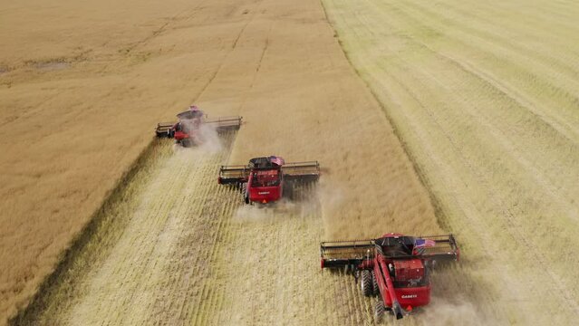 Agriculture machine cutting fresh ripe grain field in season, aerial
