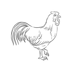vector drawing sketch of rooster, hand drawn bird, isolated nature design element