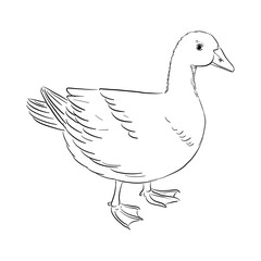 vector drawing sketch of domestic goose, hand drawn bird, isolated nature design element