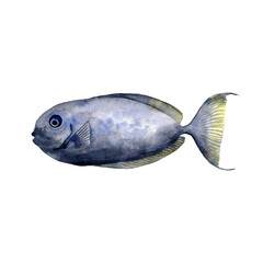 watercolor drawing fish isolated at white background, hand drawn illustration
