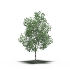 large tree with a shadow under it, isolated on a transparent background, 3D illustration, cg render