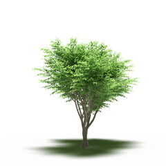 large tree with a shadow under it, isolated on a transparent background, 3D illustration, cg render