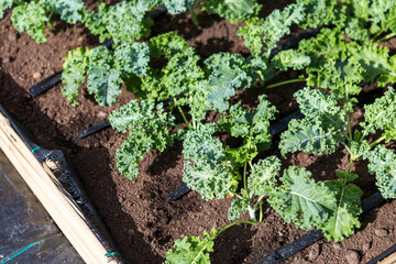 Curly kale plant from organic vegetable garden, healthy food concept