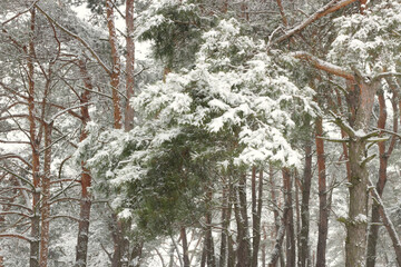 snow covered pine tree