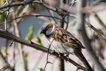 Sparrow on a tree branch in spring close-up