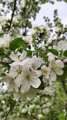 Apple tree flowers.Spring. Spring mood.
