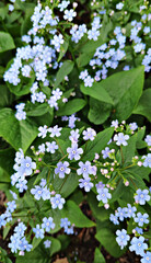 Blue forget-me-nots on a background of green leaves. Spring.