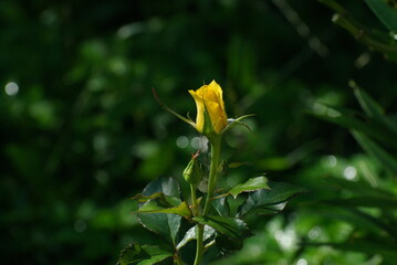 A yellow rose bud in the morning light. Moscow region. Russia