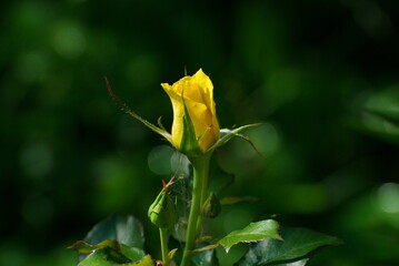 A yellow rose bud in the morning light. Moscow region. Russia
