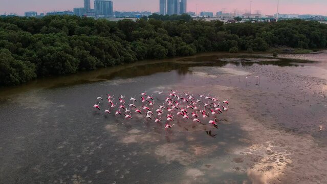 Drone flyby over a flock of pink flamingos