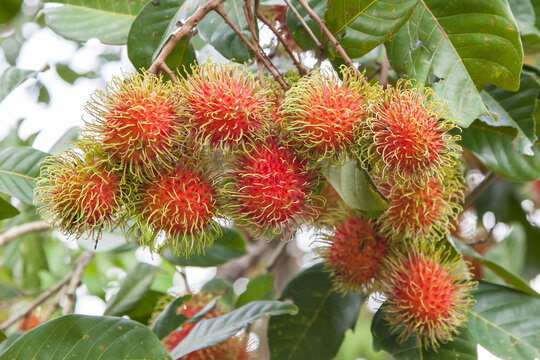 lambutan on tree