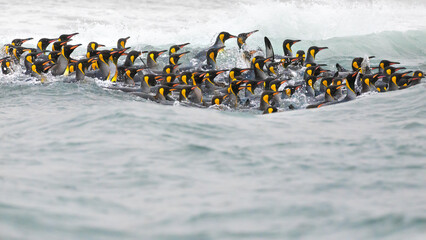 A group of king penguins swimming in icy waters of St Andrews Bay. South Georgia, Antarctica. © Kertu